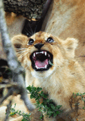 Lionceau curieux dans la savane